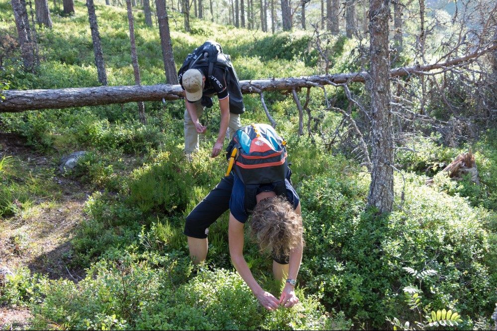 Bosbessen plukken in Hardangervidda Nationaal Park, Noorwegen